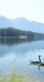 2017 rok sw brata alberta